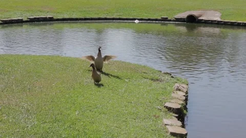 Ducks At A Pond In A Park Stock Footage 139376421