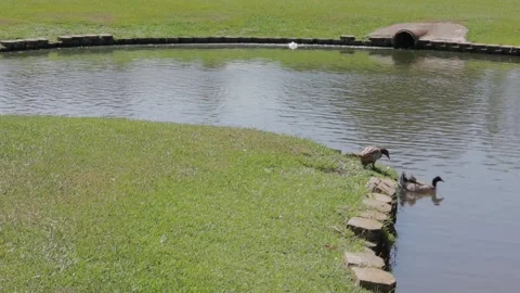 Ducks At A Pond In A Park Stock Footage 139376423