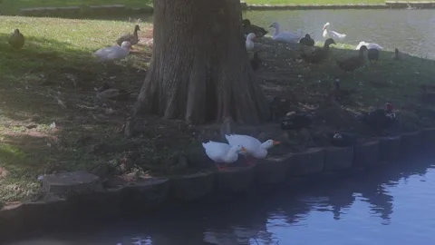 Ducks At A Pond In A Park Stock Footage 139376434