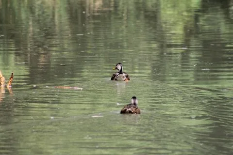 Ducks on Pond Foto stock
