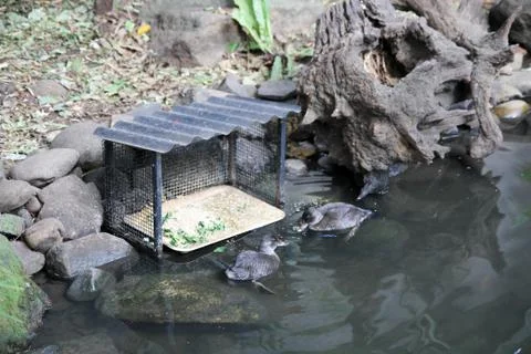 Ducks in a Pond Stock Photos