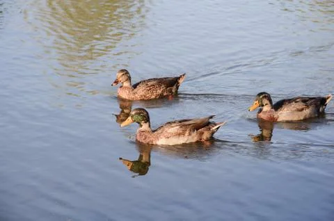 Ducks on pond Stock Photos