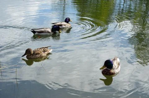 Ducks in pond Stock Photos