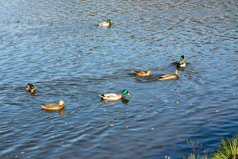 Ducks in a pond. Foto stock