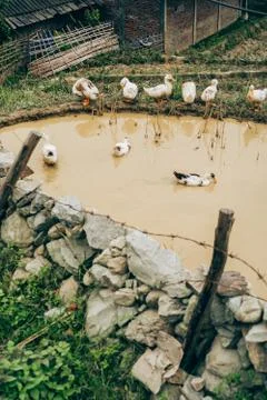 Ducks in a pond Stock Photos