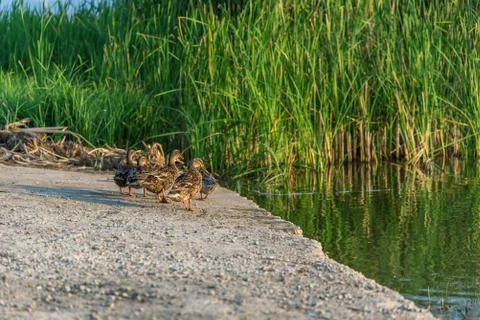 The ducks on the pond Foto stock