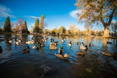 Ducks in a Pond Stock Photos