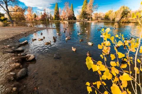 Ducks in a Pond Stock Photos