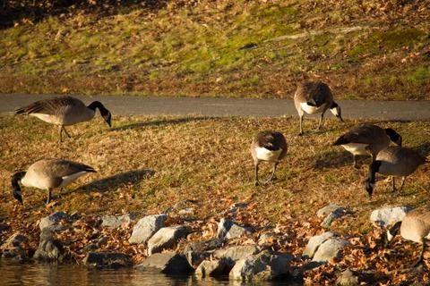 Ducks at pond 스톡 사진
