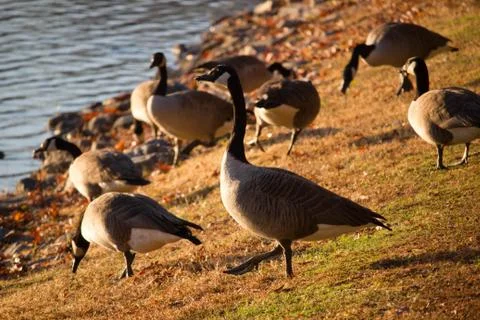 Ducks at pond Stock Photos
