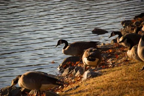 Ducks at pond Stock Photos
