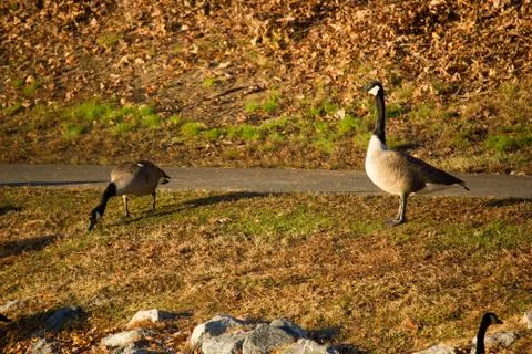 Ducks at pond Stock Photos