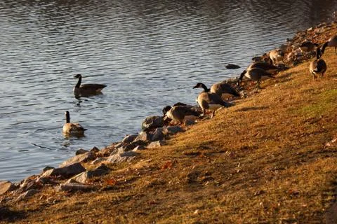 Ducks at pond Stock Photos