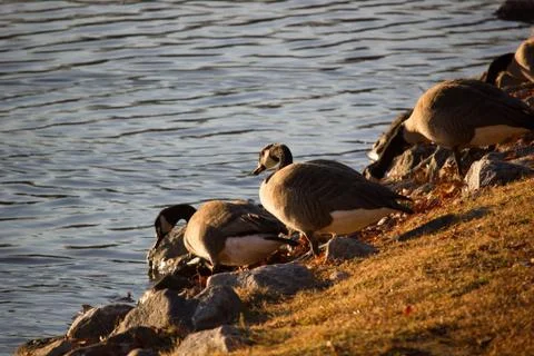 Ducks at pond Stock Photos