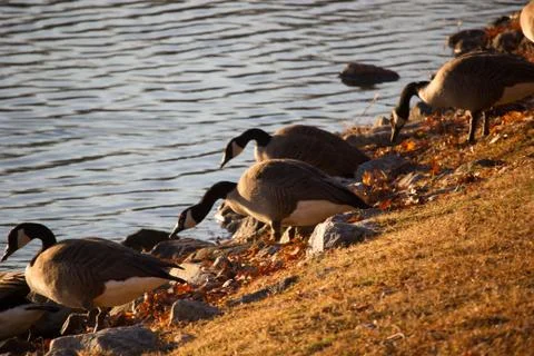 Ducks at pond Stock Photos