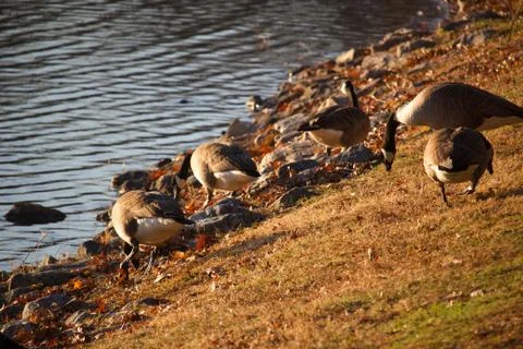 Ducks at pond Stock Photos