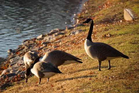 Ducks at pond Stock Photos