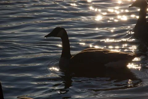 Ducks at pond Stock Photos