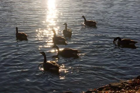 Ducks at pond Stock Photos
