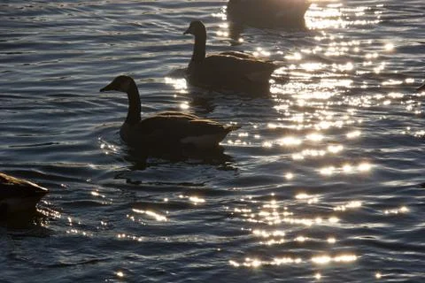 Ducks at pond 스톡 사진