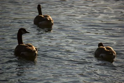 Ducks at pond Stock Photos