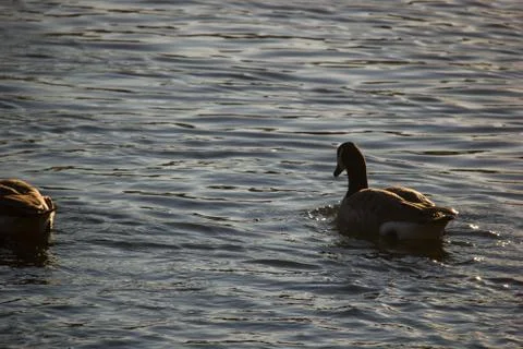 Ducks at pond 스톡 사진