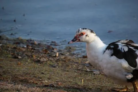 Ducks at pond Stock Photos