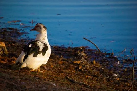 Ducks at pond Stock Photos