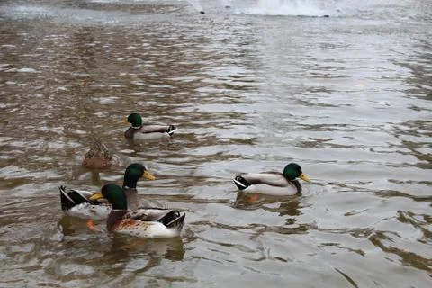 Ducks in the pond Stock Photos