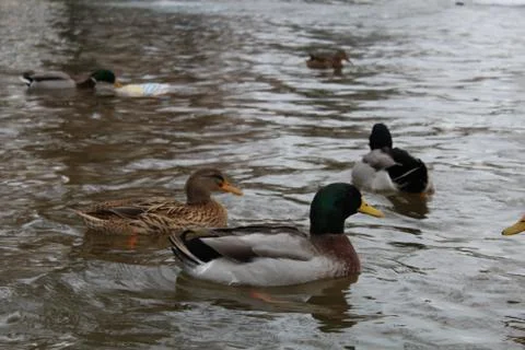 Ducks in the pond Stock Photos