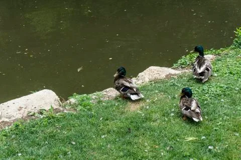 Ducks at the pond Stock Photos