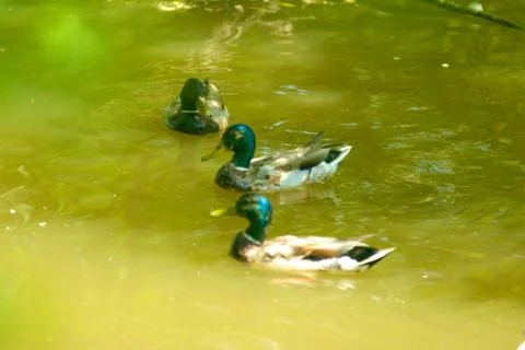 Ducks in Pond Stock Photos