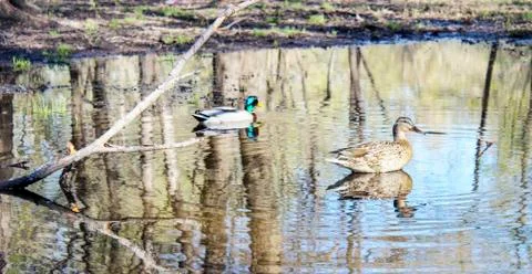 Ducks on the pond Stock Photos
