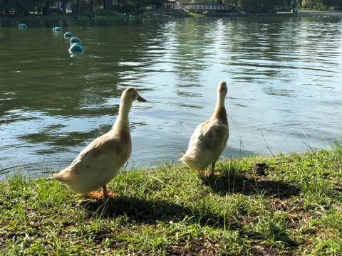 Ducks by the pond Stock Photos