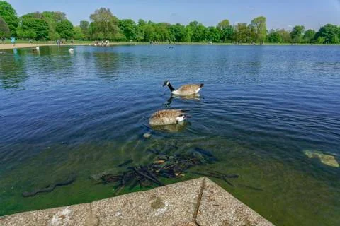 Ducks in the Pond Stock Photos