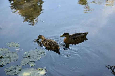 Ducks in a Pond Stockfoto's