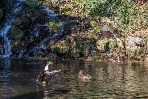 Ducks in a pond Stock Photos