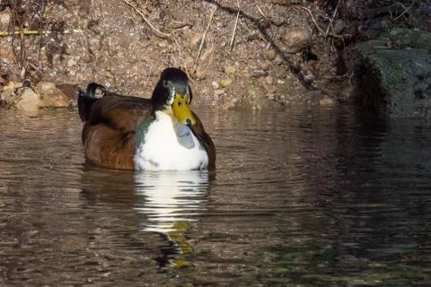 Ducks in a pond Stock Photos