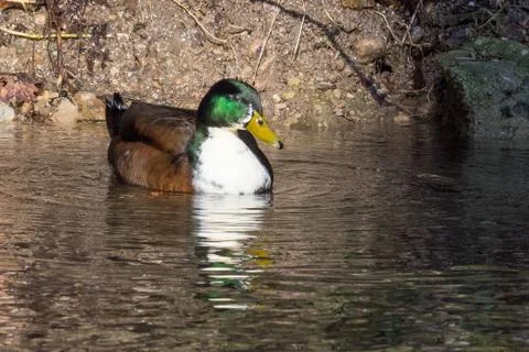 Ducks in a pond Stock Photos