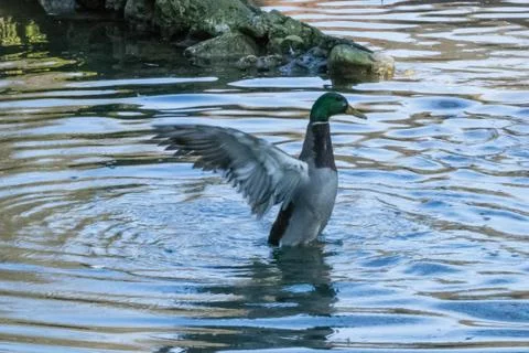 Ducks in a pond Stock Photos