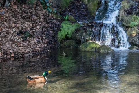 Ducks in a pond Stock Photos