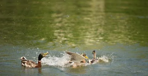 Ducks in a Pond Stock Photos