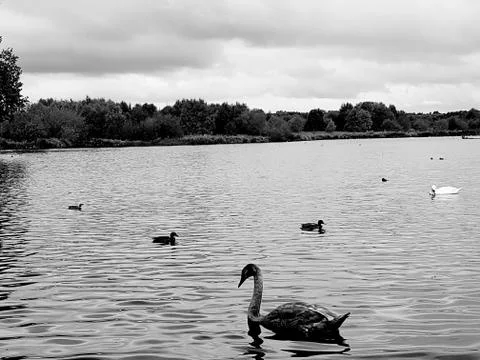 Ducks In Pond Stock Photos
