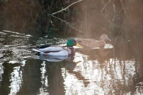 Ducks on pond Stock Photos