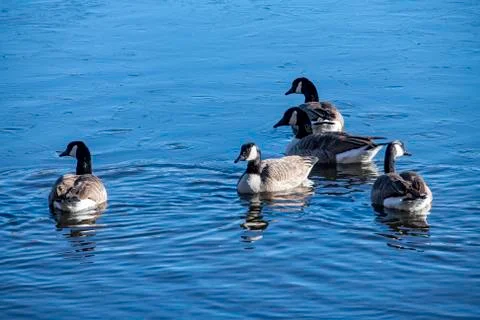 Ducks on pond Foto stock