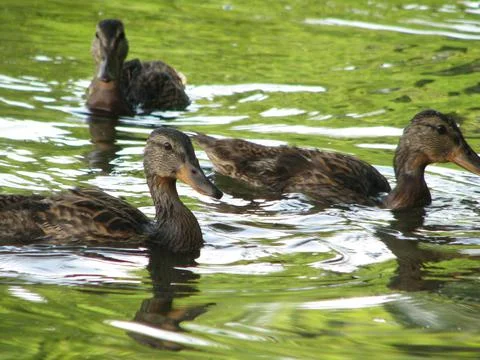Ducks in a pond Stock Photos