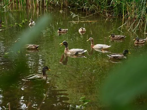 Ducks in the pond 스톡 사진