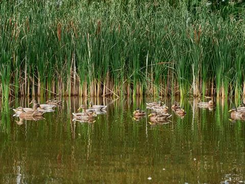 Ducks in the pond 스톡 사진