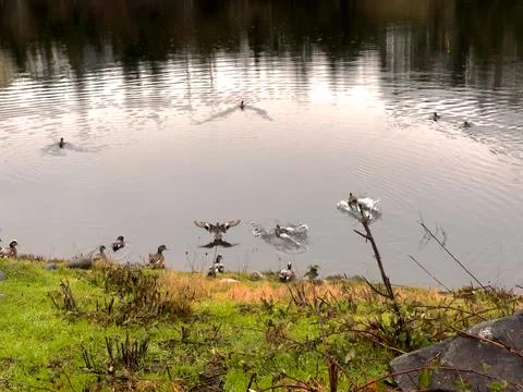 Ducks on the pond Stock Photos
