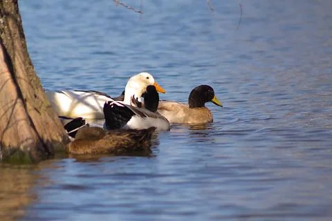 Ducks on the pond Stock Photos